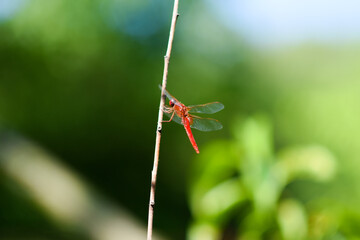 red dragonfly sitting on a plant, summer, garden and vegetable garden, wild insect