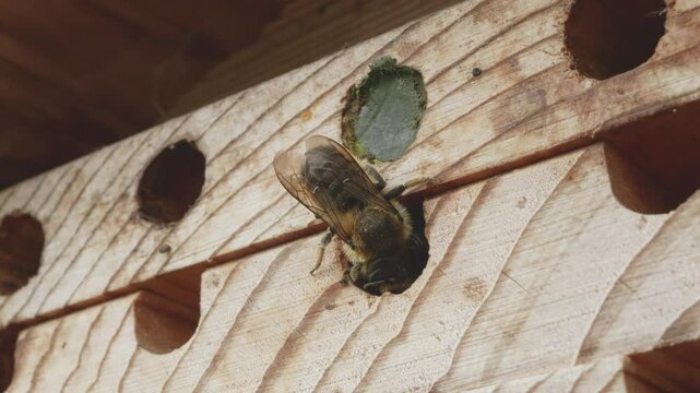 Leaf cutter bee sealing hole with a leaf in slow motion stock footage