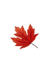 red maple leaf png, red leaf isolated on white transparent background.PNG
