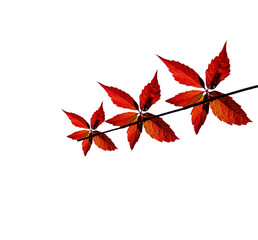 red autumn leaves with branch PNG, red leaves isolated on white transparent background