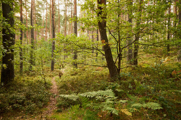 las,drzewa © Marcin Łazarczyk