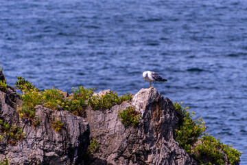 Gaviota en Castro Urdiales, Cantabria.