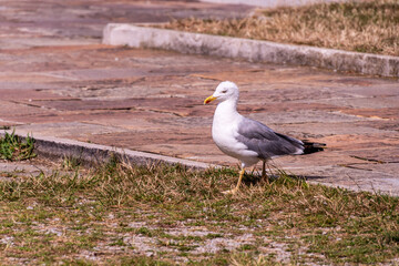 Gaviota en Castro Urdiales, Cantabria.