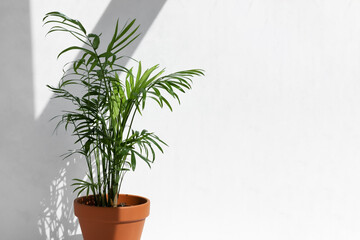 Home plant hamedorea or Areca palm in a clay brown pot on a white background. The concept of minimalism. Houseplants in a modern interior.