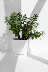 Beautiful Crassula ovata, Jade Plant,Money Plant, succulent plant in the sun on a white background. Home decor and gardening concept