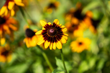 Rudbeckia blooming in the garden on a beautiful sunny day.