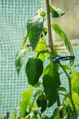 Peppers growing in a greenhouse in the garden.