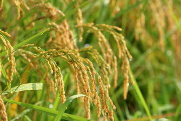 Rice field landscape near harvest in Japan.