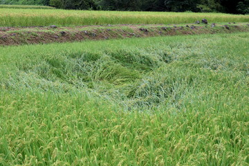 The typhoon damaged rice paddies that were close to harvest in Japan.