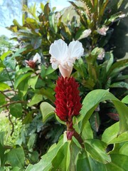 Crepe ginger. It is also known as spiral ginger, or variegated ginger. Hellenia speciosa. Previously, it was Costus speciosus and Cheilocostus speciosus.