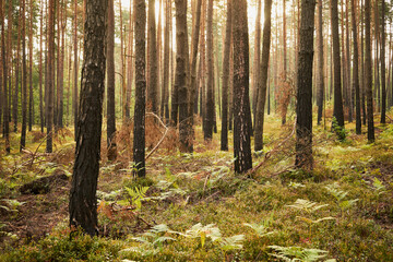 paprocie,las © Marcin Łazarczyk
