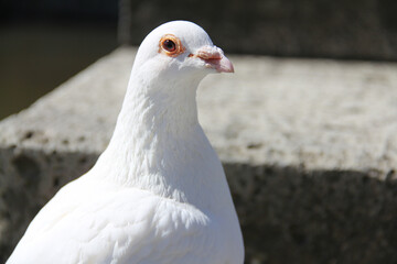 白い鳩のアップ
