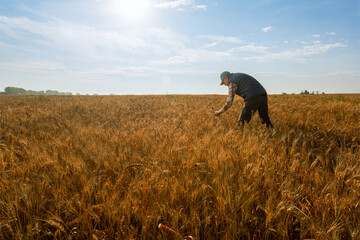  farmer standing in wheat field, examining wheat crops field.