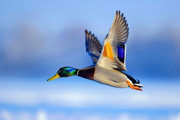 Obraz premium Mallard Drake in Flight - Anas platyrhynchos in Beautiful Blue Winter Sky of Canada
