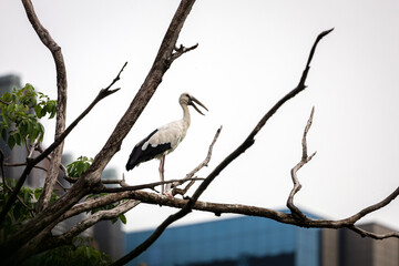 Asian openbill stork, Anastomus oscitans, large wading bird perching on tree branch in city park with building in background, also called open-beak as two parts of bill touch only at base and tip