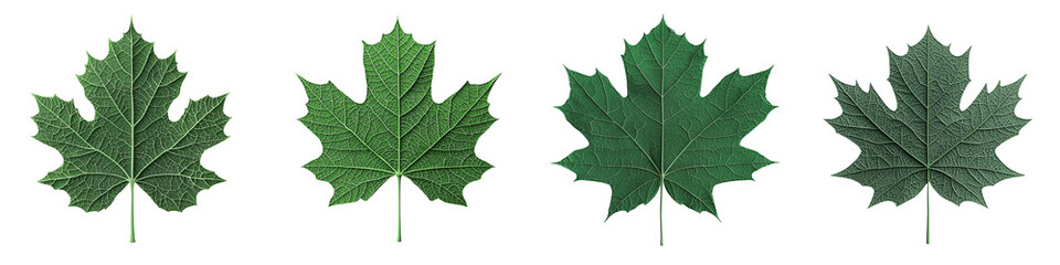 Fototapeta premium A collection of green leaves showcasing different shades and textures, perfect for nature-themed projects and designs.