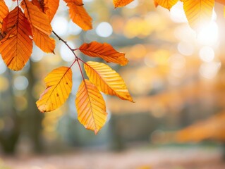 Obraz premium Vibrant autumn leaves illuminated by soft sunlight, creating a warm and cozy ambiance in a serene natural setting.