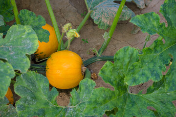 Obraz premium ripe orange pumpkin in the agricultural field close-up