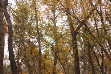 Echoes of Silence in Autumn Forest
