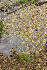 Whispers of the Autumn Forest Serenity