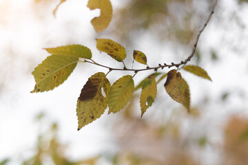 Whispers of the Autumn Forest Serenity
