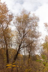 Whispers of the Autumn Forest Serenity