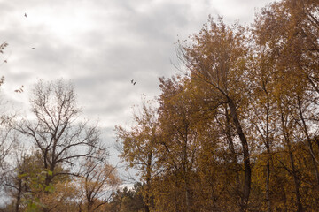 Golden Leaves Dance in Forest Winds