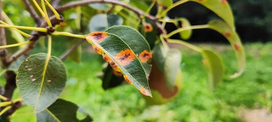 Fungus Pear rust or Gymnosporangium sabinae on Pear tree. Orange spots on Pear green leaves,...