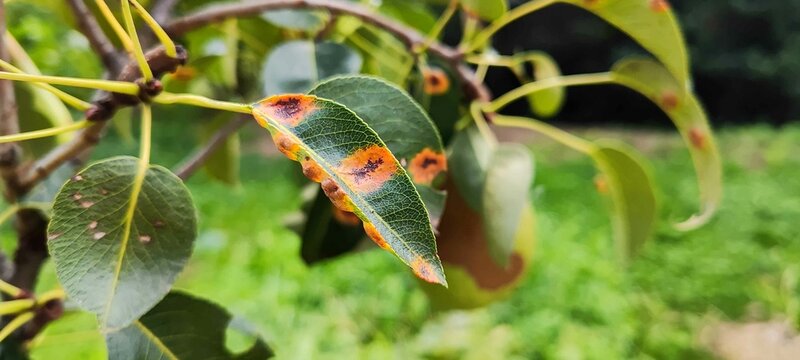 Fungus Pear rust or Gymnosporangium sabinae on Pear tree. Orange spots on Pear green leaves, selective focus