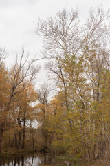 Golden Leaves Dance in Forest Winds