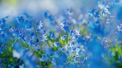 Close-up of a field of bluebells, their delicate blue flowers creating a sea of color under the gentle spring sunlight.