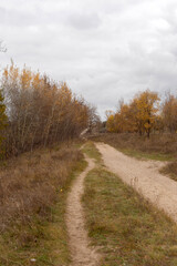 Embracing the Tranquility of Autumn Woods