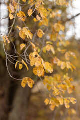 Embracing the Tranquility of Autumn Woods