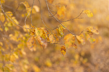 Embracing the Tranquility of Autumn Woods