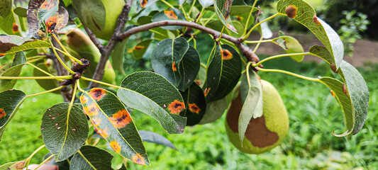 Fungus Pear rust or Gymnosporangium sabinae on Pear tree. Orange spots on Pear green leaves,...