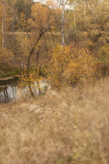Nature's Symphony in Autumn Forest Colors