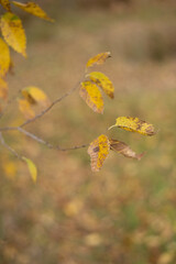 Nature's Symphony in Autumn Forest Colors