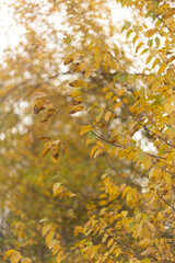 Nature's Symphony in Autumn Forest Colors