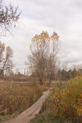 Echoes of Silence in Autumn Forest