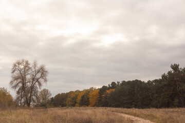 Obraz premium Echoes of Silence in Autumn Forest