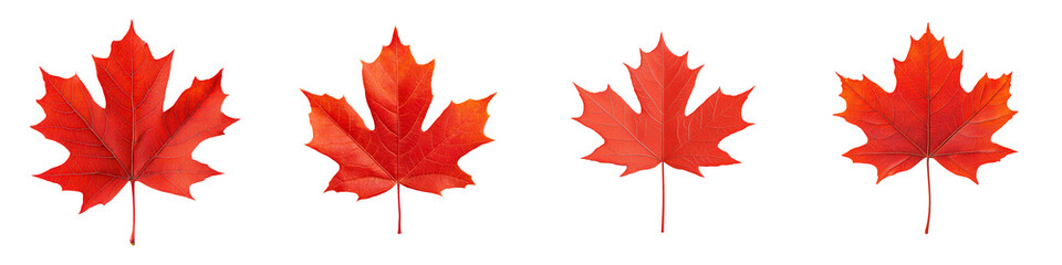 Vibrant red maple leaves display stunning autumn colors, creating a picturesque scene of nature's beauty and seasonal transition.