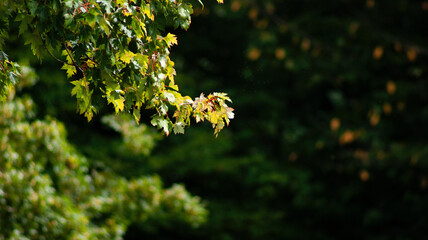 Ast von einem Baum