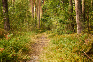 leśna ścieżka  © Marcin Łazarczyk