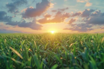 Green field and beautiful sunset repeated multiple times.