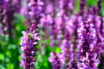 Bee or honeybee (Apis Mellifera), european or western honey bee sitting on the Salvia nemorosa (the woodland sage, Balkan clary, blue sage or wild sage) purple flowers. Natural background
