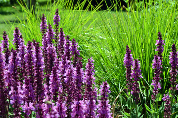 Salvia nemorosa (the woodland sage, Balkan clary, blue sage or wild sage) purple flowers. Natural background