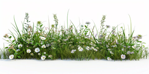 Grass with white daisies isolated on white background
