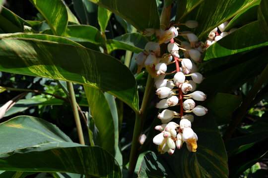Alpinia zerumbet, commonly known as shell ginger. Alpinia zerumbet flower. Other names: pink porcelain lily, variegated ginger, butterfly ginger, light galangal, sannin, shanin, sami, sani.