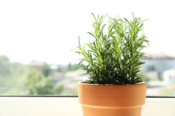 Rosemary plant growing in pot near window, space for text. Aromatic herb