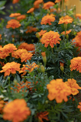 Bright autumn orange flowers marigolds. Colors of autumn, Gentle warm autumn, cozy autumn background in yellow and orange tones.
